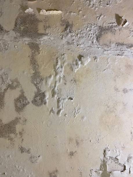 Best Mold Testing  in Grayslake, IL