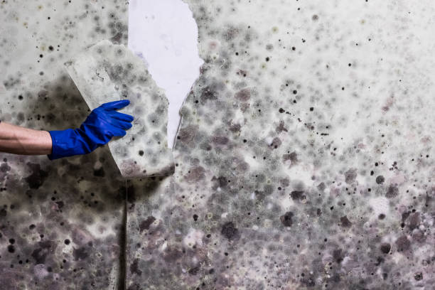Mold Removal Process in Grayslake, IL